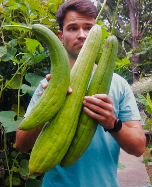 From German Gardens to Southern Soil: Why Americans Need to Embrace Vegetable Growing