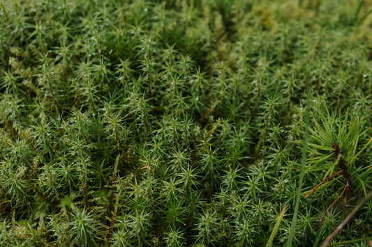The Dirty Secret in Your Potting Soil: Why Your Garden Might Be Harming the Planet