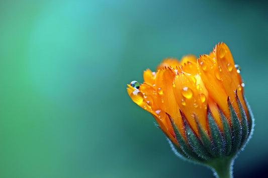 5 Perfect Companion Plants to Start Now for Your Fall Garden