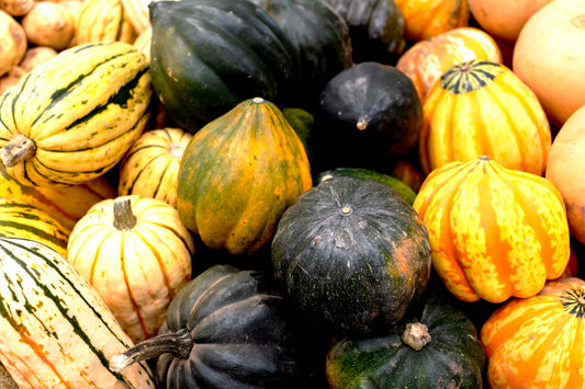 The August 1st Deadline: Why Hot Climate Gardeners Have a Secret Second Season